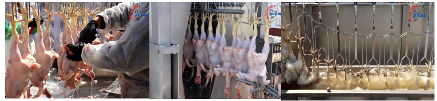 КОМПАКТНАЯ КОНТЕЙНЕРНАЯ ЛИНИЯ ПО ЗАБОЮ ПТИЦЫ – Szlachet-Stal – maszyny ...